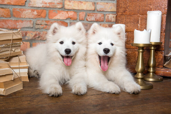 Two Funny white fluffy Samoyed puppies dogs with book on Christmas