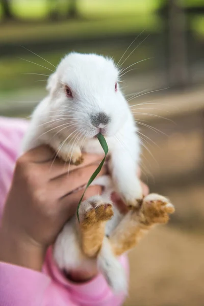 Kleines weißes Kaninchen sitzt in den Armen des Babys — Stockfoto