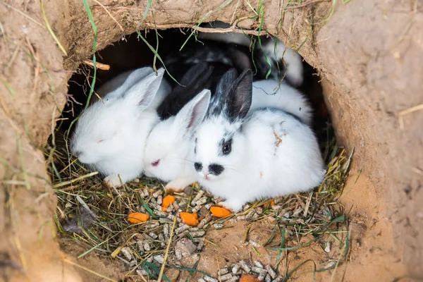 Pequeños conejos están sentados en un agujero — Foto de Stock