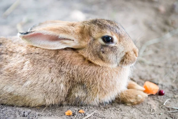 Roztomilý červený velikonoční králík jíst mrkev venku — Stock fotografie