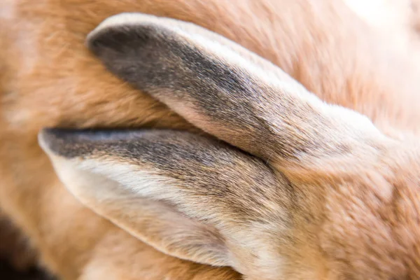赤いウサギの耳をバックグラウンドボディ部分を閉じる — ストック写真