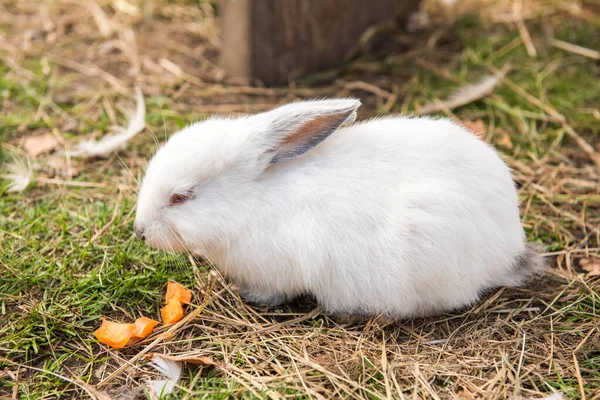 Roztomilý bílý velikonoční králík jíst mrkev venku — Stock fotografie