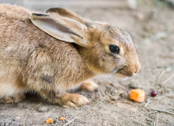 Niedlichen roten Osterhasen essen Karotte draußen — Stockfoto