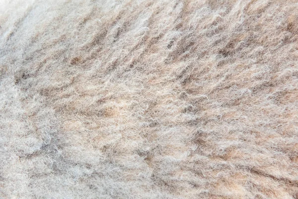 Pelle di pecora texture, lana naturale ovini texture — Foto Stock