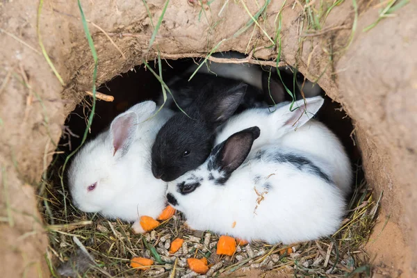 Kleine Kaninchen sitzen in einem Loch — Stockfoto