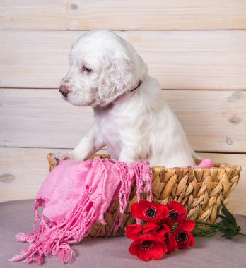 Çiçekli ahşap sepetin içindeki İngiliz köpek yavrusu.