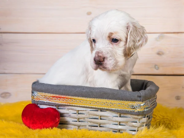 Cute English Setter puppy dog in a wood basket. — Stock Photo, Image