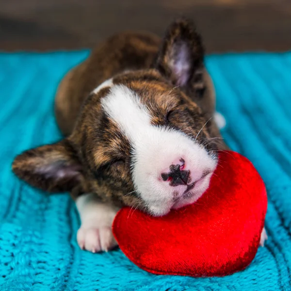 Red Basenji puppy dog is sleeping with red heart — Stock Photo, Image
