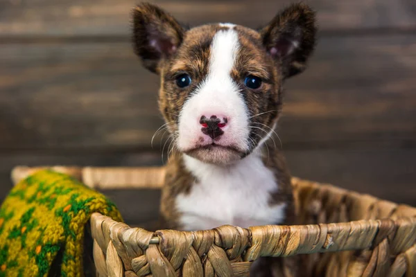 Perro cachorro Basenji en una cesta con guante de punto — Foto de Stock