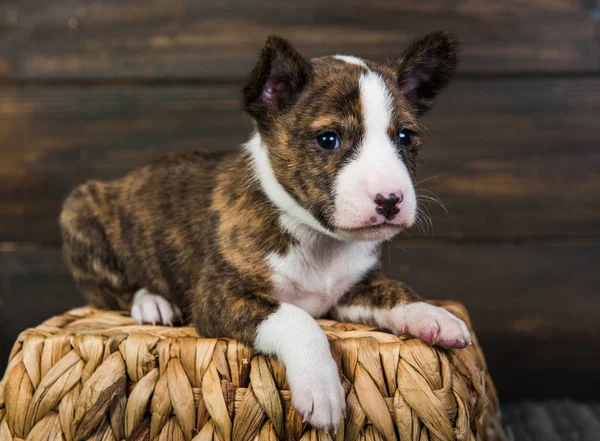 Basenji κουτάβι σε ένα καλάθι σε ξύλινο φόντο — Φωτογραφία Αρχείου