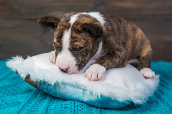 Perro cachorro Basenji en una almohada mullida blanca — Foto de Stock