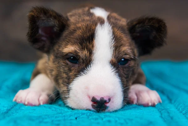 Basenji szczeniak śpi lub zachorował — Zdjęcie stockowe