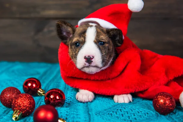 Grappige Basenji puppy hond met kerstmuts en rode ballen — Stockfoto