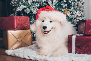 Beyaz tüylü köpek Noel Baba şapkalı Samoyed
