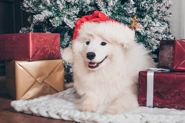 Λευκό χνουδωτό σκυλί Samoyed σε καπέλο santa τα Χριστούγεννα — Φωτογραφία Αρχείου