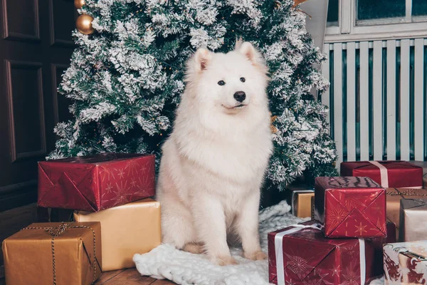 Fehér kutya Samoyed ajándékdobozokkal szilveszterkor — Stock Fotó