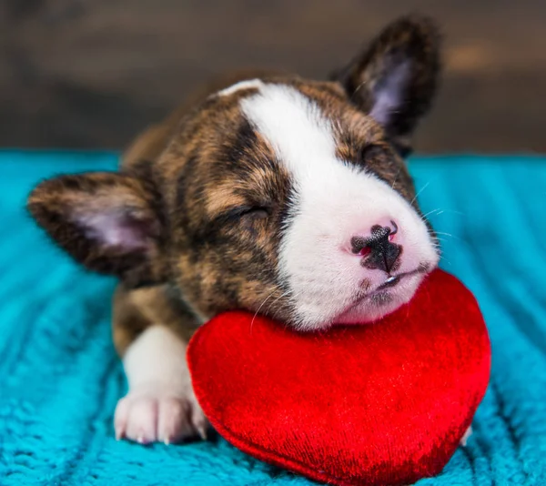 Red Basenji puppy dog is sleeping with red heart — Stock Photo, Image