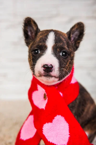 Funny Basenji puppy dog in santa scarf with hearts — Stock Photo, Image