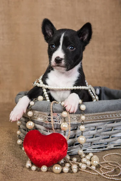 Basenji cachorro está sentado en la cesta con el corazón rojo —  Fotos de Stock