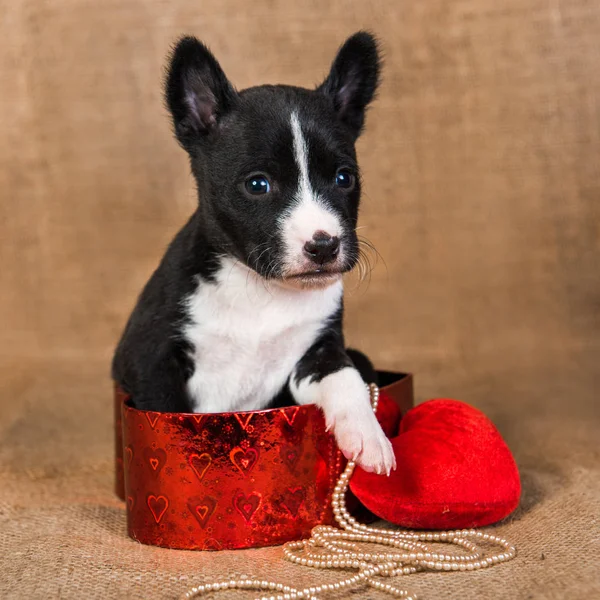バセンジ子犬は赤いハートの箱に座っています — ストック写真