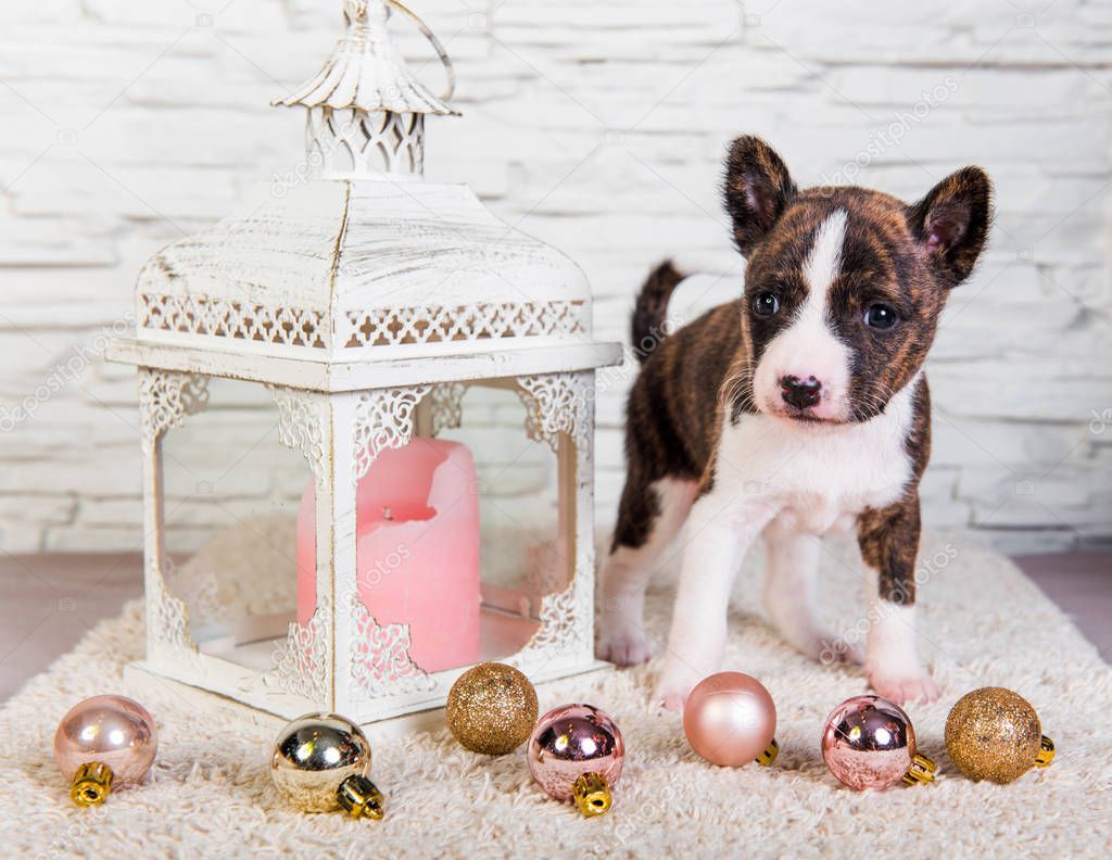 Basenji puppy dog and lantern with a candle