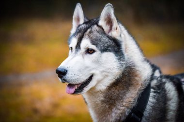 Husky köpeği, doğanın ağızlık portresini kapat.