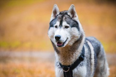 Husky köpek gülümseyerek ağızlık portresini kapat
