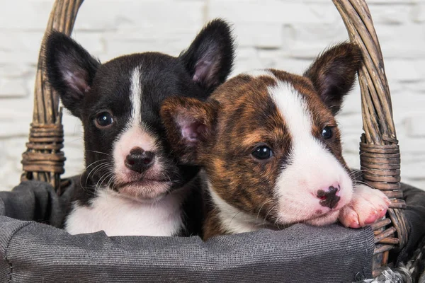 Dvě Vtipné malé děti Basenji štěňata psi — Stock fotografie