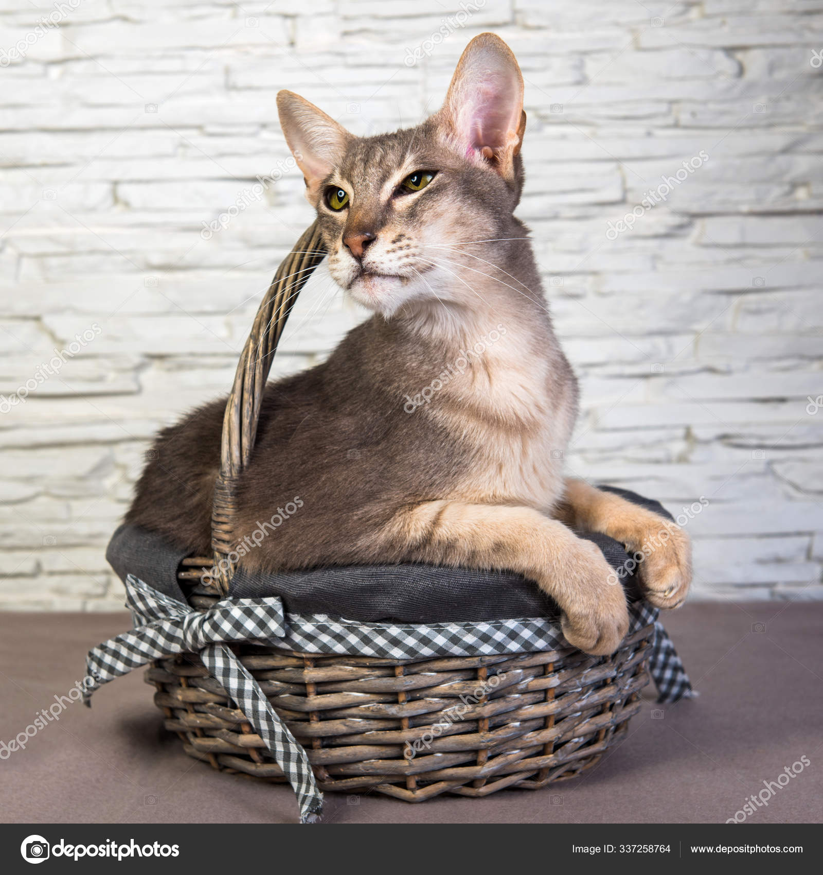 Chat Drole Oriental Dans Un Panier A L Interieur De Paques Image Libre De Droit Par Zannaholstova C Chat Drole Oriental Dans Un Panier A L Interieur De Paques Image Libre De Droit Par Zannaholstova C