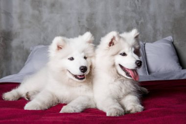 Yatak odası arka planda kırmızı yatakta iki samoyed köpek yavrusu