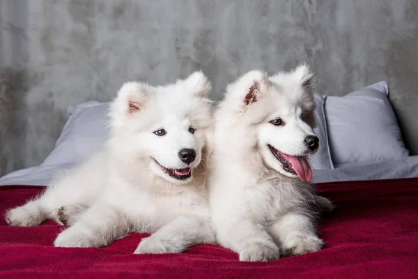 Dois cachorros cães samoyed na cama vermelha no fundo do quarto — Fotografia de Stock