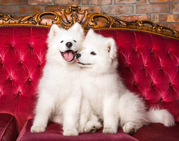 Cães Samoyed estão se beijando no sofá de luxo vermelho — Fotografia de Stock