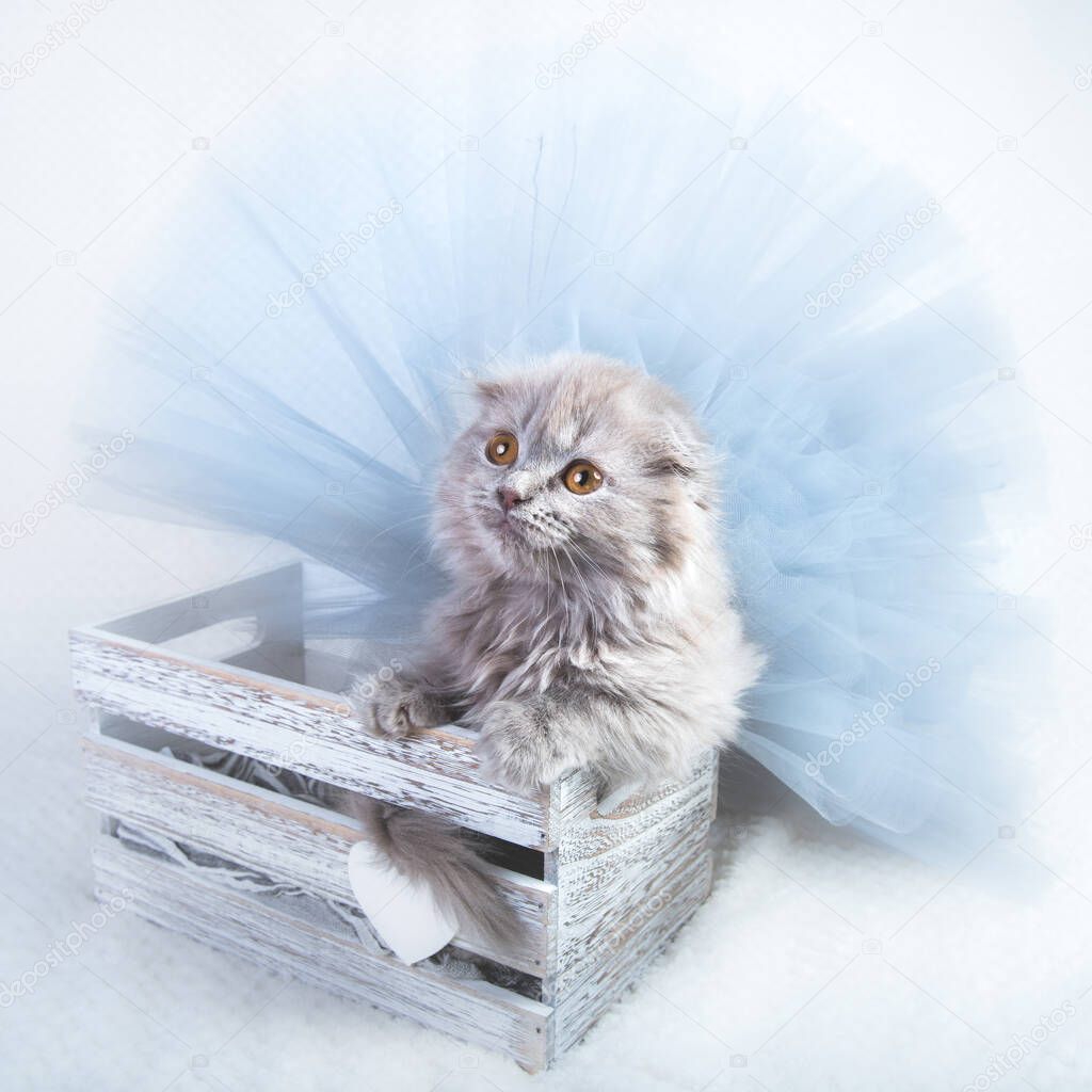 Scottish fold Highland fold kitten gray fluffy cat