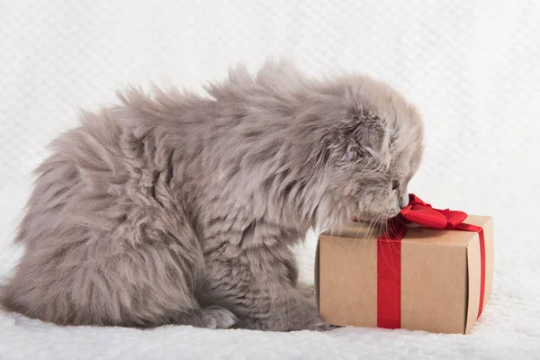 Scottish fold Highland fold gato e caixa de presente — Fotografia de Stock