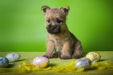 Renkli Paskalya yumurtalı Cairn Terrier köpeği.