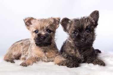 Two Cairn Terrier puppies in front of white background