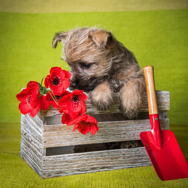 Cairn Terrier puppy in box with shovel and flowers