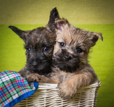 Two Cairn Terrier puppies dogs on green background