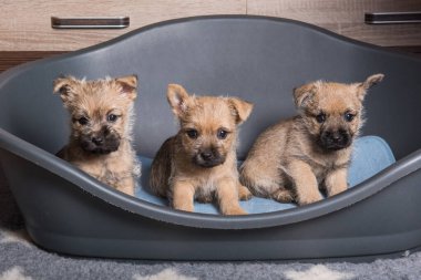 Three Cairn Terrier puppies dogs kennel in dog bed