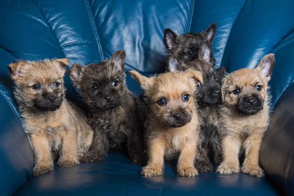 Six Cairn Terrier puppies dogs kennel on couch — Stock Photo, Image