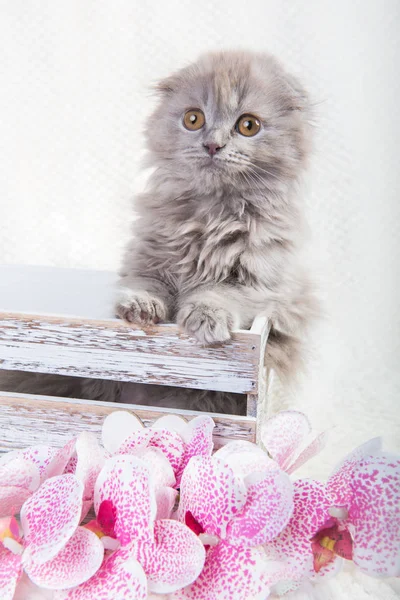 スコティッシュ・フォールドハイランド子猫グレーふわふわ猫 — ストック写真