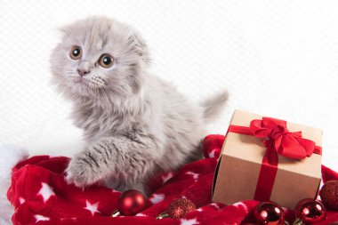 İskoç katlı Highland kedi ve hediye kutusu