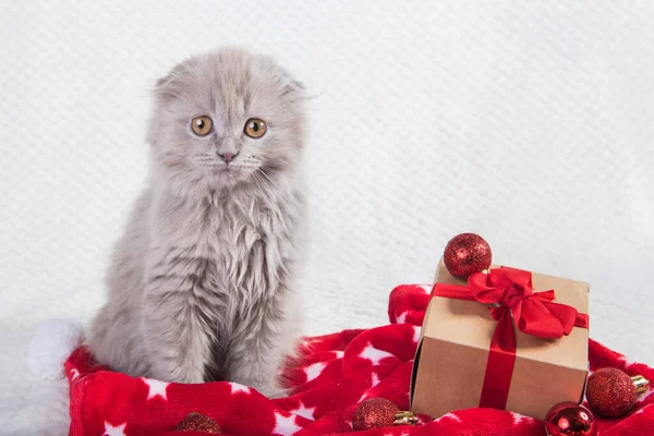 Шотландский складной горный складной кот и коробка подарков — стоковое фото