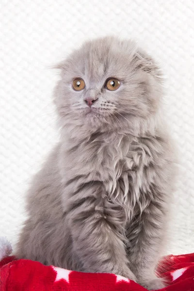 Scottish fold Highland fold kitten gray fluffy cat — Stock Photo, Image