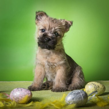 Renkli Paskalya yumurtalı Cairn Terrier köpeği.