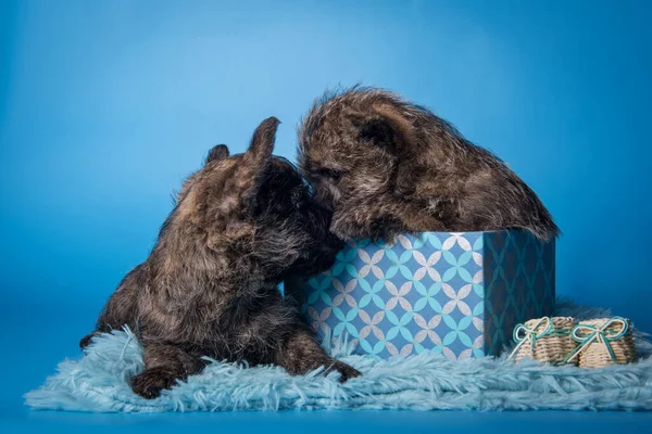 Two Cairn Terrier puppies dogs kissing each other