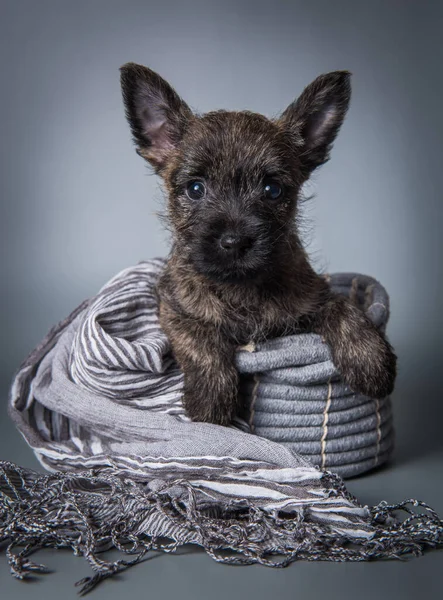 Cairn Terrier puppy dog on gray background
