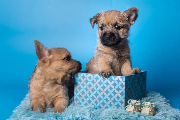 Two Cairn Terrier puppies are sitting in gift box — Zdjęcie stockowe