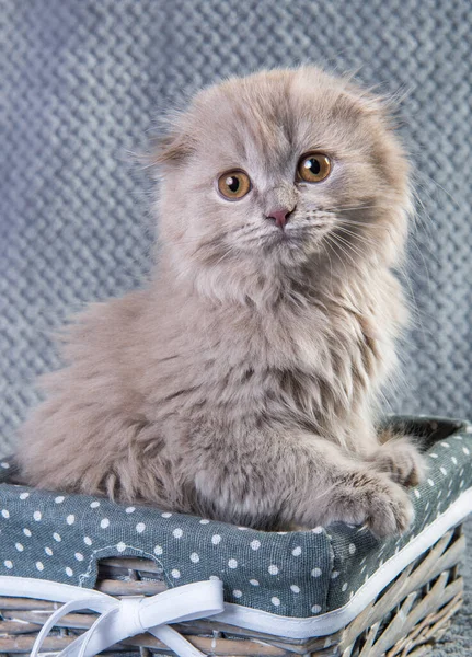 Scottish fold Highland fold Kätzchen grau flauschige Katze — Stockfoto