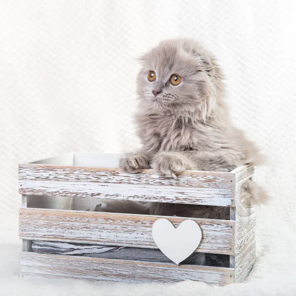 Scottish fold Highland fold Kätzchen grau flauschige Katze — Stockfoto